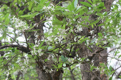 Wrightia tinctoria